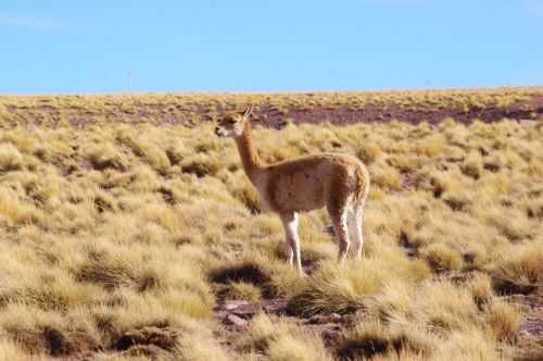 TREKKING NEL DESERTO DI ATACAMA 2015